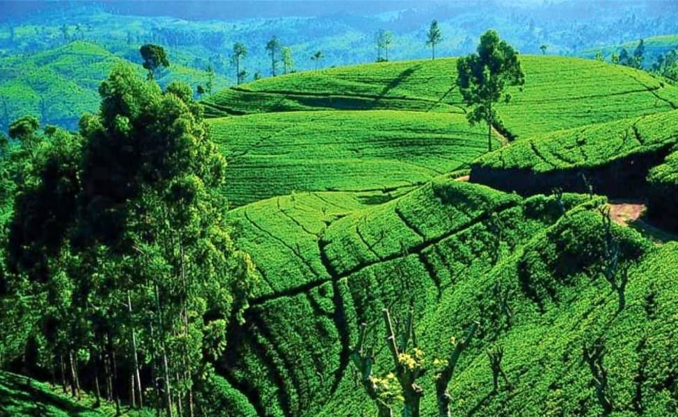 Nuwara Eliya 