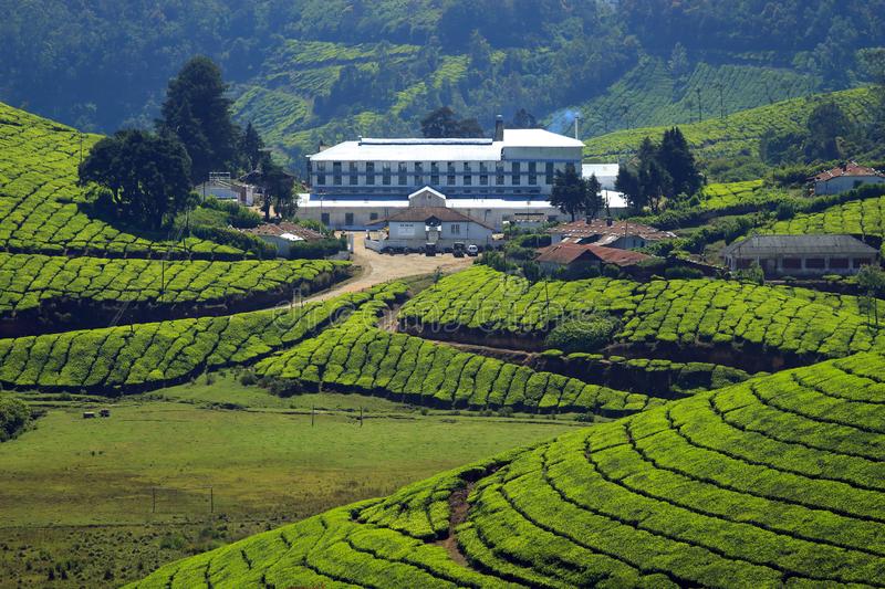 Nuwara Eliya - Tea palantation & Factory