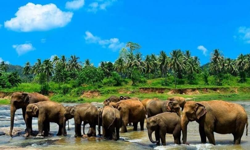 Pinnawala-Elephant-Orphanage-Amaya-Hills-Kandy-Hotels-in-Kandy