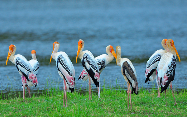 Yala - Bundala National Park