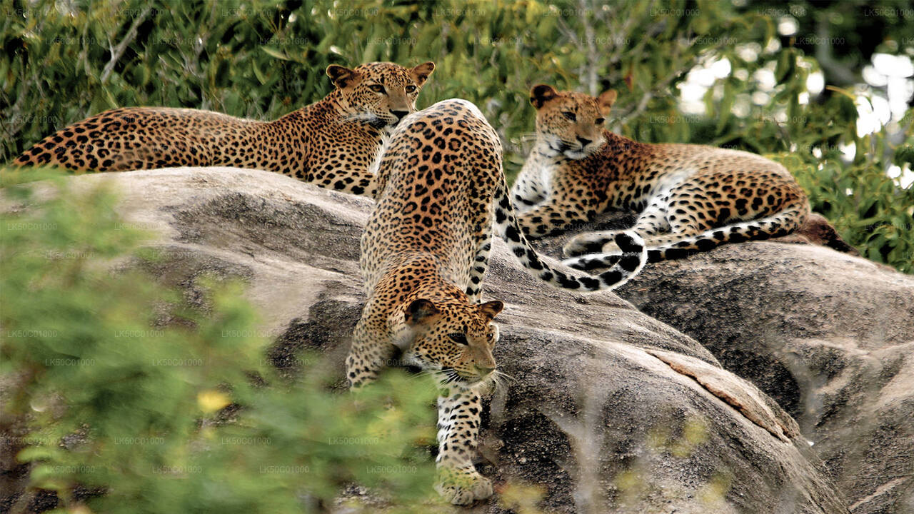 Yala - Yala National Park 2