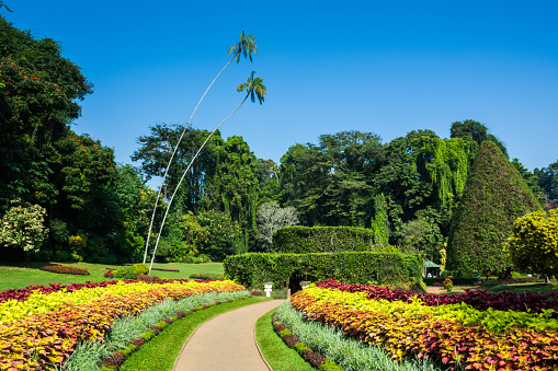 Kandy, Sri Lanka - December 04, 2016: Wet Zone Garden department of Peradeniya Royal Botanical Garden, Kandy, Sri Lanka.