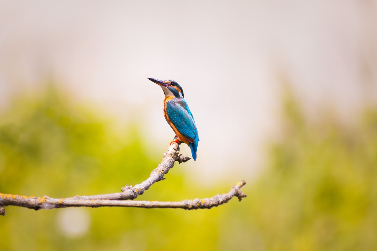 kingfisher, bird, branches-2363879.jpg