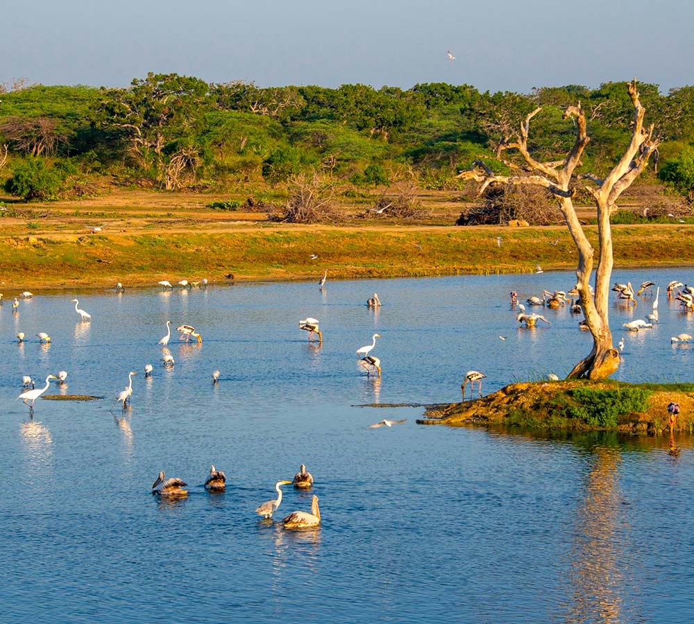 Bundala National park